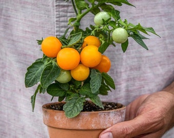 Orange Hat Micro Tomato Seeds | Dwarf Orange Yellow Tomato | 10 seeds | Organic