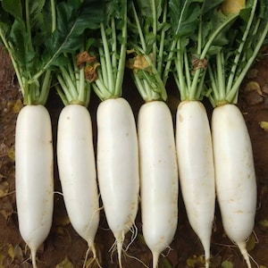 Japanese Daikon Radish Seeds | Minowase | Organic Heirloom Asian Winter Radish | 萝卜