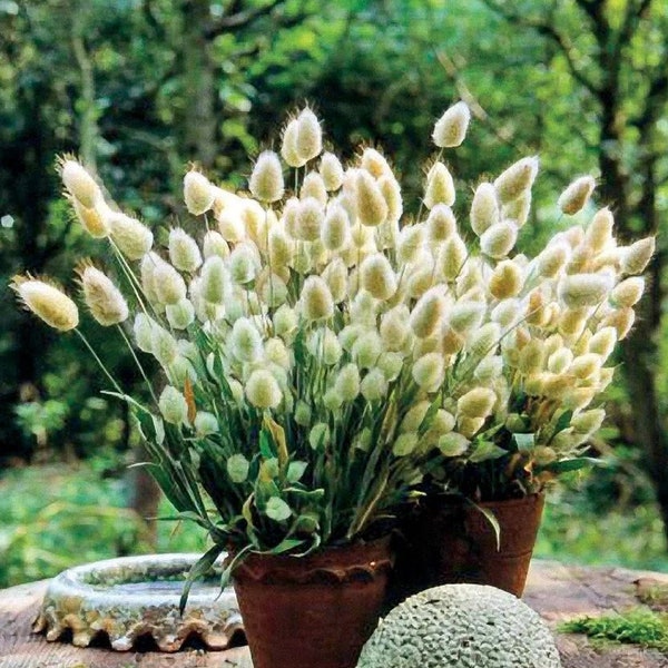 Graines Bunny Tails | Herbe ornementale | Plus de 50 graines | Idéal comme fleur coupée ou séchée