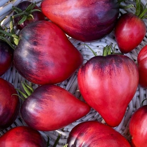 Sgt Pepper's Tomato Seeds | Rare Indigo Oxheart Tomato | 10 seeds | Organic Open Pollinated Heirloom