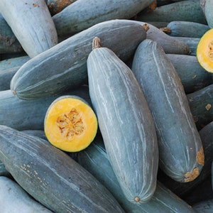RARE Guatemalan Blue Squash Seeds | Heirloom Banana Squash | 10 seeds | Sweet Winter Squash | Organic Open Pollinated