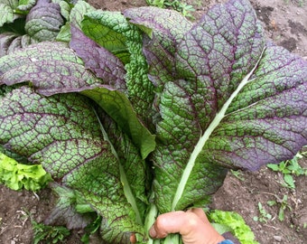 Semillas de mostaza roja gigante japonesa / Hojas de mostaza roja / Más de 50 semillas / Heirloom orgánica / Hojas verdes asiáticas 芥菜