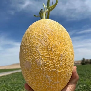 SELTENE Hami Melonensamen | Chinesische Honigmelone 哈密瓜 | Super süsse goldene Melone | 20+ Samen | Organisch Offen Bestäubt