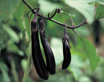 Long Purple Eggplant Seeds - "Ping Tung Long" | Aubergine | 20+ seeds | Chinese Heirloom  紫色长茄子