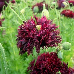 Black Swan Poppy | Heirloom Flower Seeds | Papaver somniferum | Hardy Annual | 100+ seeds | Organic Open Pollinated