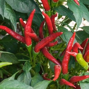 Thai Chili Pepper Seeds | Asian Hot Pepper Thai Dragon | 25+ seeds