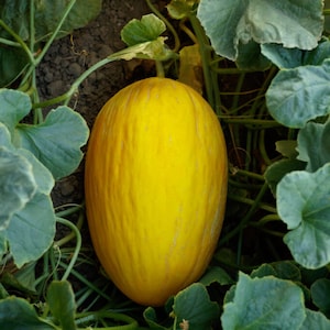 Kanarische Melonenkerne | Süße goldene gelbe Melone | 25+ Samen | Organisch Offen Bestäubt