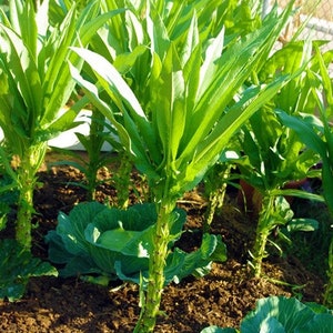 Celtuce Seeds | 50+ Seeds | Organic Heirloom Chinese Stem Lettuce 莴笋 ...