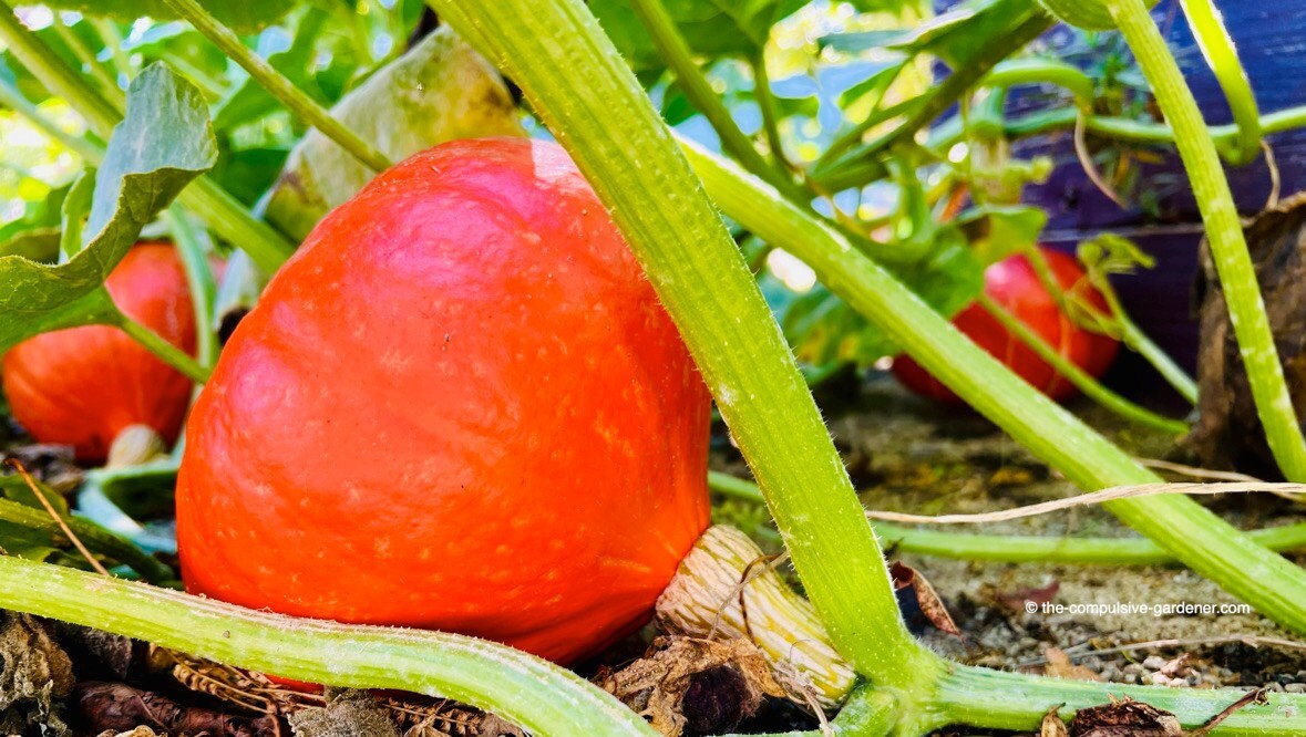 Japanese Red Kuri Squash Seeds | Uchiki Kuri | Organic Heirloom Sweet ...