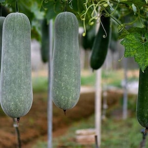 Semillas de melón de invierno / Calabaza de cera / Calabaza de fresno china / 冬瓜 / Heirloom orgánica