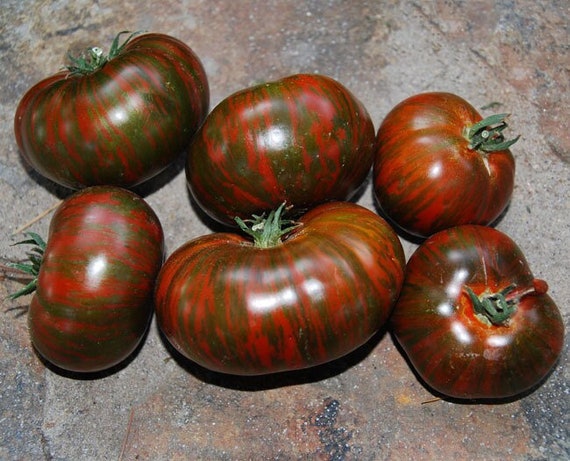 Chocolate Stripes Tomato Seeds Heirloom Extra Sweet Beefsteak