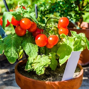 Peut inclure: Un petit plant de tomate avec des tomates rouges mûres poussant dans un pot en terre cuite. La plante est dans un environnement extérieur ensoleillé.