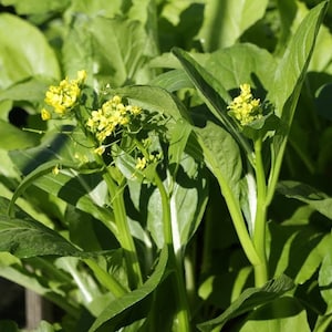 Yu Choy Sum Seeds | 50+ seeds | Chinese Cabbage | Organic Heirloom Leafy Green | 菜心 油菜