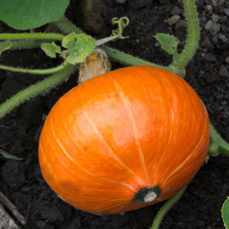 Japanese Red Kuri Squash Seeds | Uchiki Kuri | Organic Heirloom Sweet ...