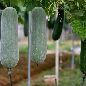 Winter Melon Seeds | Wax Gourd | 10 seeds | Chinese Ash Gourd  | 冬瓜 | Organic Heirloom