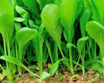 Bok Pak-choi Choy Del Cavolo Cinese Su Rustico Fotografia Stock - Foto 4