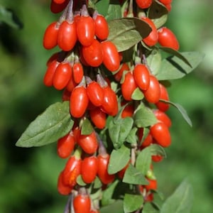 Red Goji Berry Seeds | 30+ seeds | Chinese Wolfberry Rare Hardy Perennial Shrub | Organic Fruit | 枸杞