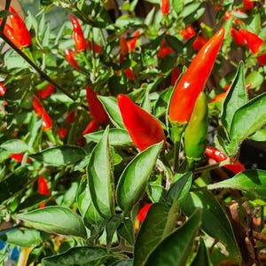 Chinesische Chao Tian Chili Samen | Asiatisch Peperoni &quot;&quot;Facing Heaven&quot;&quot; Spicy beziehen wir auf Gewürze |.&quot; 25+ Samen