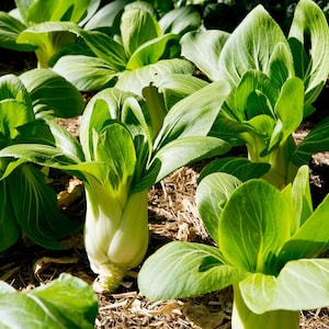 Grüner Baby Pak Choy Samen | Shanghai Pak Choi | 50+ Samen | Bio Erbstück Asiatisches Gemüse | Kette | Messing