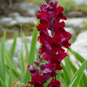 Semillas de Black Prince Snapdragon / Más de 50 semillas / Flores altas, orgánicas y tradicionales / Flores elegantes, perfectas para arreglos florales