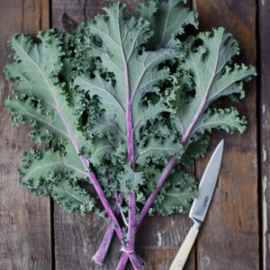Roter Russischer Kale Samen | 100+ Samen | Organic Heirloom Brassica napus | Cooles Jahreszeitengrün
