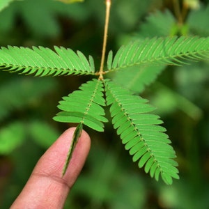 Semillas de Mimosa pudica / Planta Sensible a la Mimosa / Planta Tímida / Planta Cosquillosa / Planta de Interior Orgánica y Rara