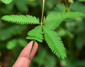Nasiona roślin wrażliwych | Mimosa pudica | Nie dotykaj mnie | Roślina nieśmiała | Roślina łaskocząca | Organiczna, rzadka roślina doniczkowa