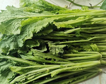 Semi Lacinato Dinosauro Semi Di Cavolo Nero Toscano (Lacinato) | Raccolta 2025 Per Orto Domestico - Dinosauro Kale Cavolo Cappuccio - Foto 7