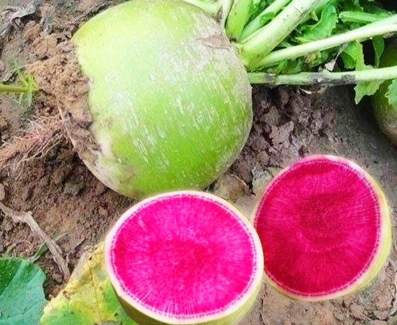 Ravanello Pompelmo O Ravanello Anguria - Foto 5