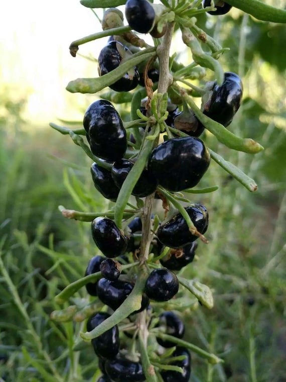 Black Goji Berry Seeds | RARE | Black Wolfberry 20+ Seeds | Chinese  Wolfberry | Hardy Perennial Shrub | Organic Fruit |  - Etsy Denmark