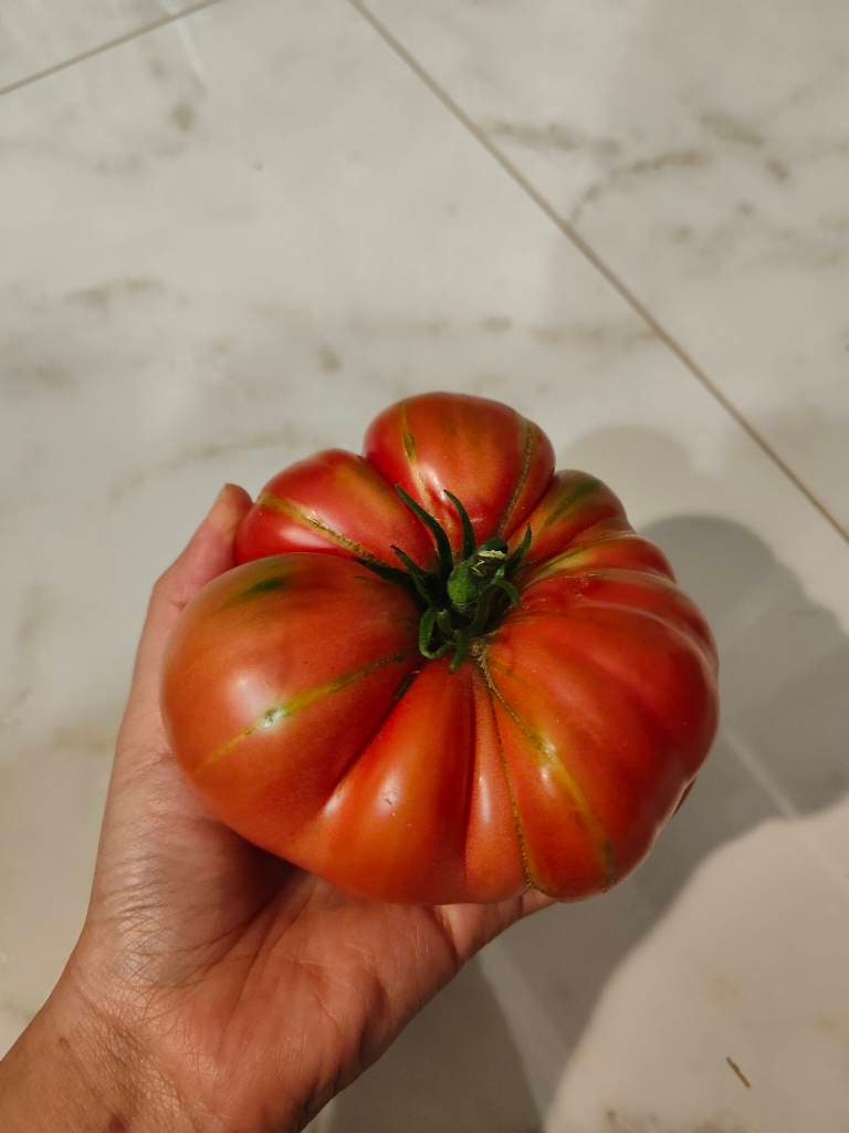 SAFLAX - Confezione regalo - Pomodoro Rosa di Berna - 10 semi - Lycopersicon esculentum