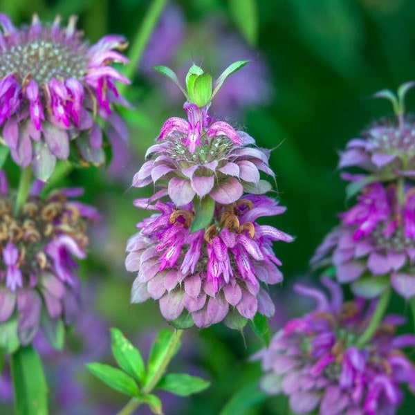 Semillas de bálsamo de abeja de bergamota de limón / Monarda citriodora / 50+ semillas - Perenne - Orgánico, Polinizado abierto - Medicinal y fragante