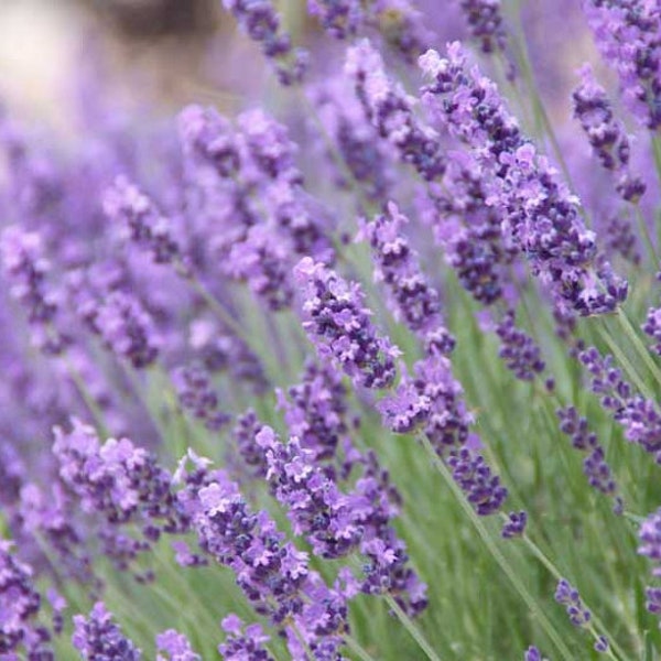 Mehrjährige Lavendelsamen von Mun rundet | Lavandula Angustifolia | Deutsch Lavendel | 50+ Samen | Duftig, Organisch, Offen Bestäubt