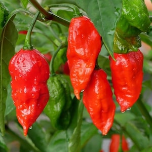 Peut inclure: Gros plan de piments rouges accrochés à une plante. Les piments sont brillants et ont une texture bosselée. La plante a des feuilles vertes.
