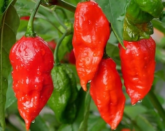 Semillas de chile fantasma Bhut Jolokia / Chile súper picante / 10 semillas / Variedad orgánica tradicional
