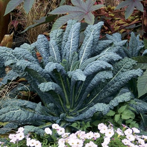 Lacinato Kale Seeds | Tuscan Kale Dinosaur Kale | 75+ seeds | Organic Heirloom Large Leaf | Cool Season Green