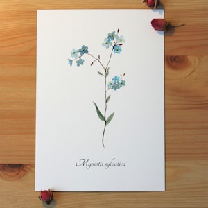 Aquarellbild "Botanisches Vergissmeinnicht" / DIN A6 / Postkarte