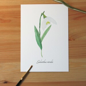 Aquarellbild "Botanisches Schneeglöckchen" / DIN A6 / Postkarte