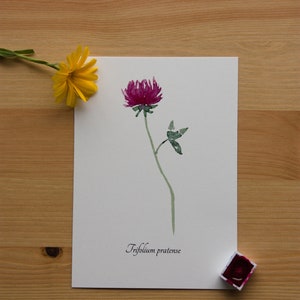 Aquarellbild "Botanischer Rotklee" / DIN A6 / Postkarte