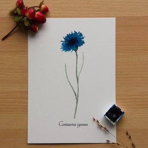 Aquarellbild "Botanische Kornblume" / DIN A6 / Postkarte