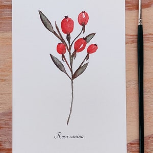 Aquarellbild "Botanische Hagebutte" / DIN A6 / Postkarte