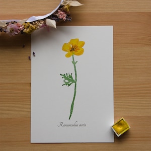 Aquarellbild "Botanische Butterblume" / DIN A6 / Postkarte