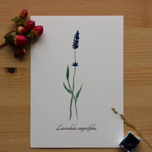 Aquarellbild "Botanischer Lavendel" / DIN A6 / Postkarte