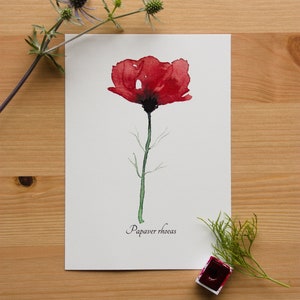 Aquarellbild "Botanischer Klatschmohn" / DIN A6 / Postkarte