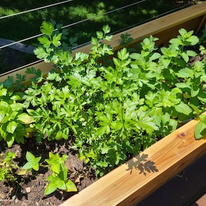 May include: A wooden planter box filled with fresh herbs, including basil, parsley, and mint. The plants are growing in rich soil and are thriving in the sunlight.