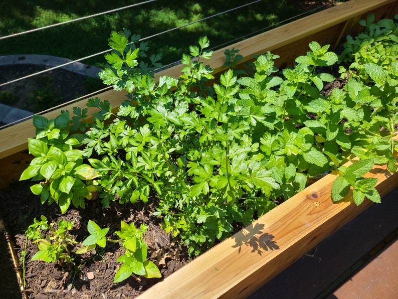 May include: A wooden planter box filled with fresh herbs, including basil, parsley, and mint. The plants are growing in rich soil and are thriving in the sunlight.