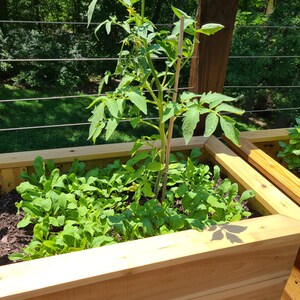 May include: A wooden raised garden bed with a tomato plant and green leafy vegetables growing inside. The bed is made of natural wood planks and is sitting on a wooden deck.