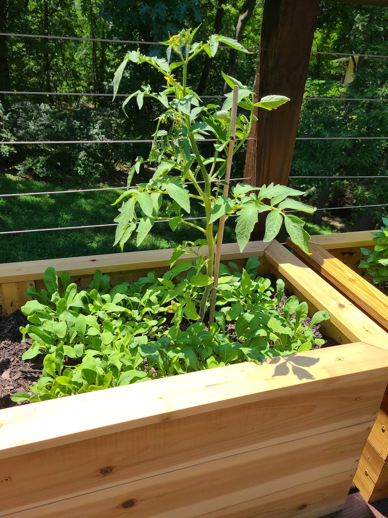 May include: A wooden raised garden bed with a tomato plant and green leafy vegetables growing inside. The bed is made of natural wood planks and is sitting on a wooden deck.
