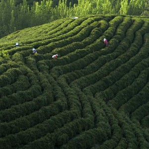 May include: Aerial view of a large green tea plantation with rows of bushes forming a pattern. Several people are working in the field.