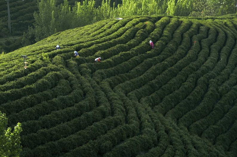 May include: Aerial view of a large green tea plantation with rows of bushes forming a pattern. Several people are working in the field.